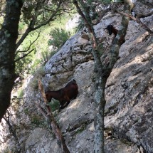 Goats in the rocks